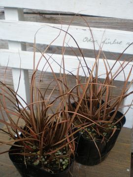 �J���b�N�X