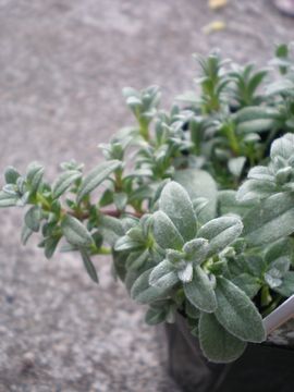 �Z���X�`�E��