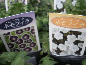 �l���t�B��