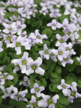 �C�I�m�v�V�f�B�E��