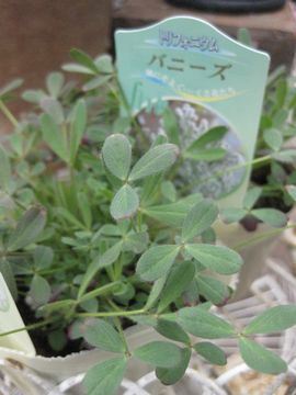 �g���t�H���E���@�o�j�[�Y