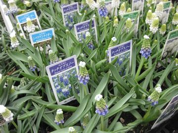 ���X�J��