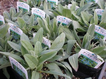 �A���`���[�T�@�^�b�Z���u���[