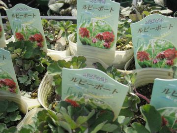 �I�_�}�L�@���r�[�|�[�g