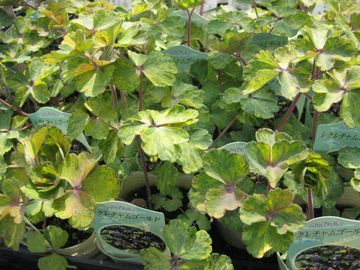 �I�_�}�L�@���N���`�����S�[���h