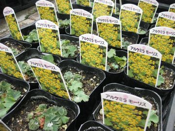 �A���P�~�������X