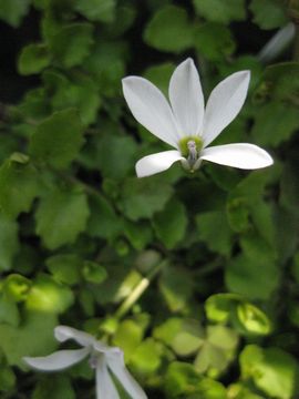 �v���e�B�A�@�A���O���[�^