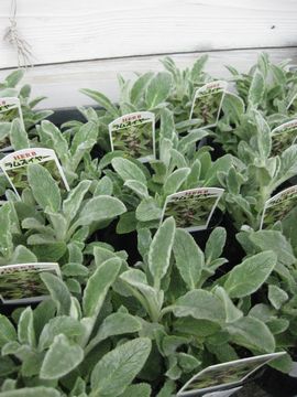 �����Y�C���[