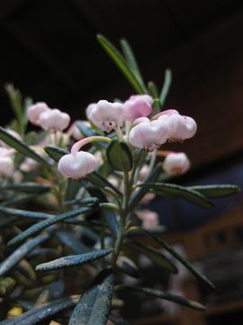 �q���V���N�i�Q