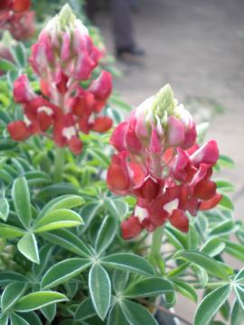 ���s�i�X�@�e�L�T�X�}���[��