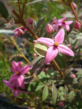 �{���j�A�@�I�[�W�[�X�^�[