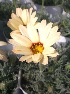 ���[�_���Z�}���@�J�^�i���`�F