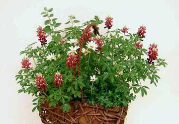 ���s�i�X�@�񂹐A��