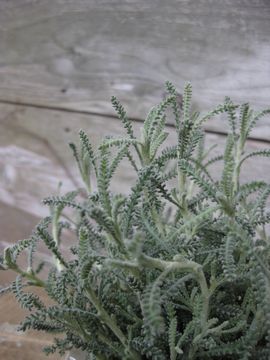 �T���g���[�i�@�O���[