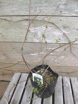 �V�Z���E�c�M