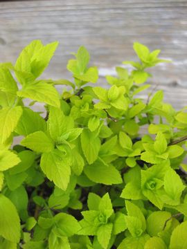 �V���c�P�@�z���C�g�S�[���h