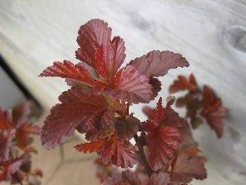 �}�[���g�u���E��