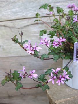 �y�����S�j�E���@���x���_�[���X