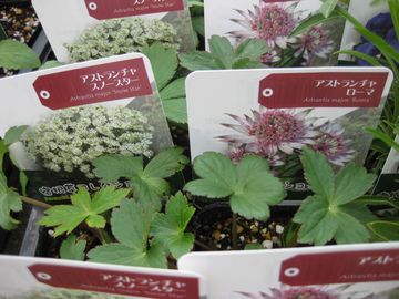 �A�X�g�����`�A