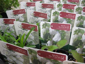 �J���p�j����