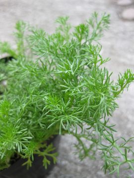 �_�u���t�����[�J���~�[��