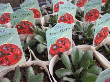 ���h�x�L�A