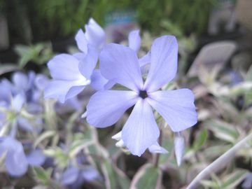 ������t���b�N�X