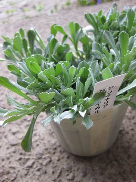 �A���e�i���A�@�f�B�I�C�J�@���u��