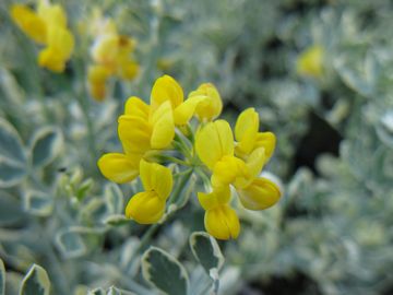 �R���j��