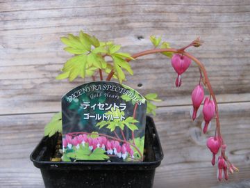 �^�C�c���\�E