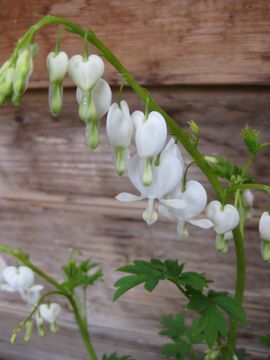 �^�C�c���\�E