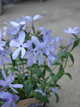 �u���[�p�t���[��