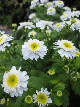 �}�g���J���A