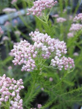 ���C�X�t�����[