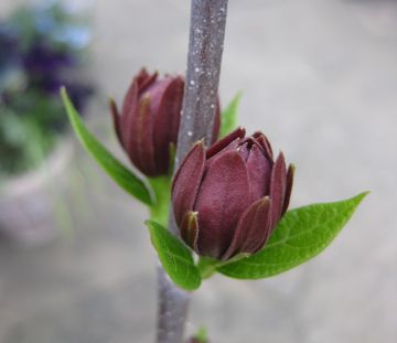 ���ԃ��E�o�C