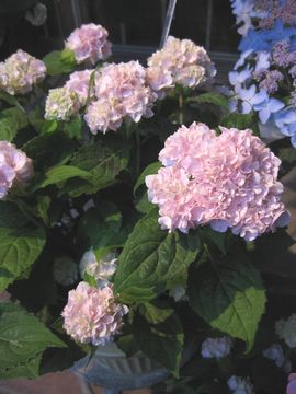 �ɗ\���q��܂�