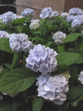 �ɗ\���q��܂�