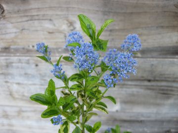 ������Z�A�m�T�X