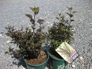 �e�}���V���c�P�@���g���f�r��