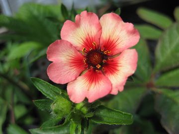 �|�e���e�B���@���C�g�}�C�t�@�C��