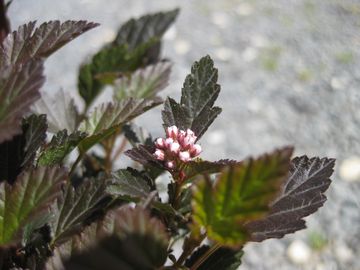 ���g���f�r��