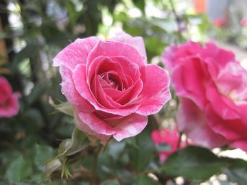 ���C�[���X�y���O