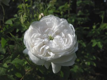 �}�_���A���f�B