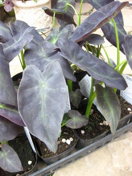 �C���X�g���X