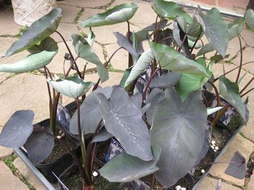 �u���b�N�}�W�b�N