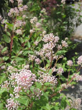 �Z�A�m�T�X�@�}���[�T�C����