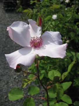 �f���e�B�x�X