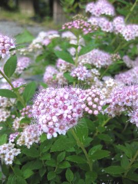 ���g���v�����Z�X