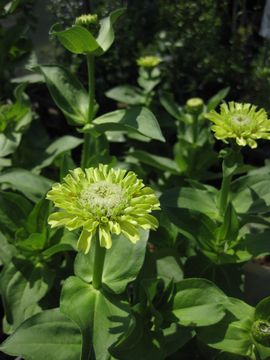 �W�j�A�@�N�C�[�����C��