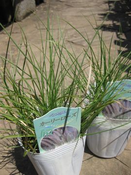 �y�j�Z�^���@�J�[���[���[�Y